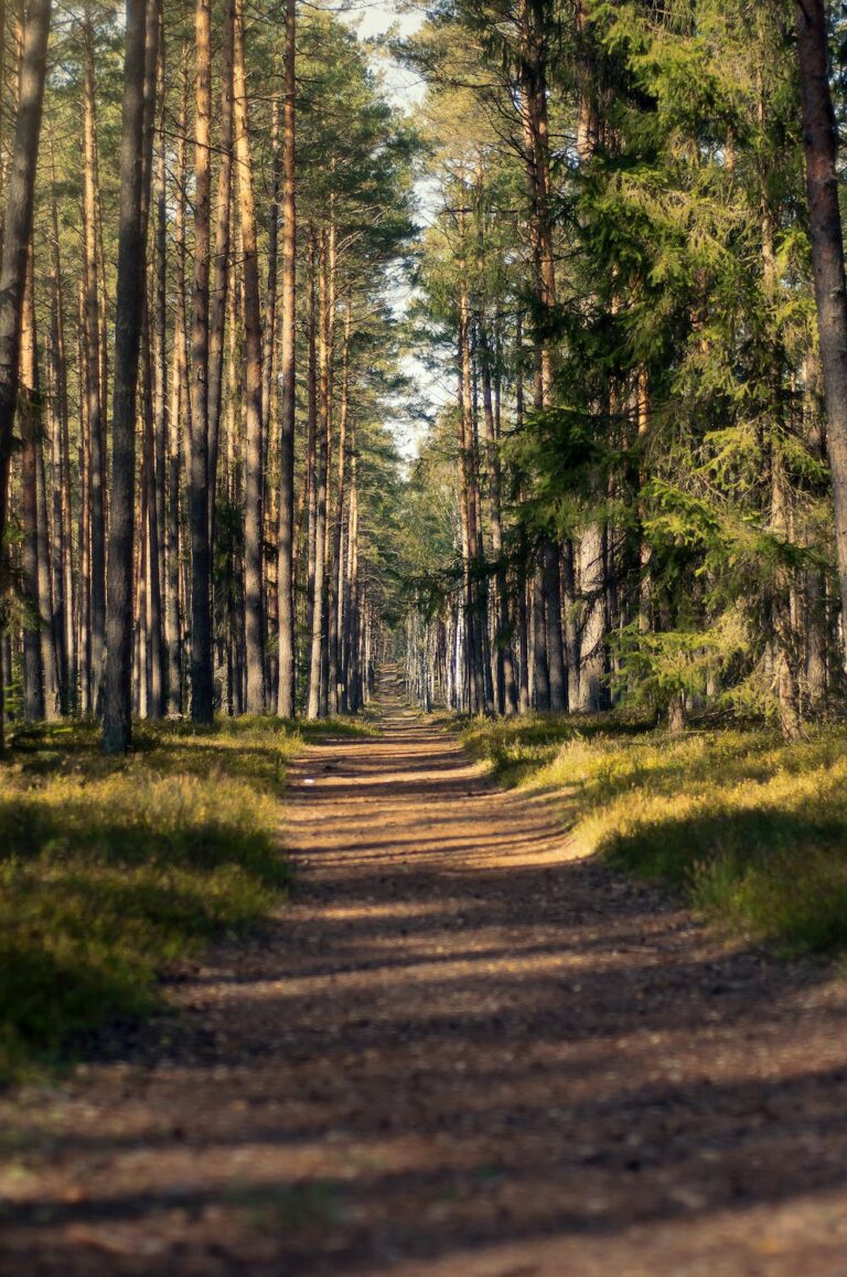 Resultat 2024-08-17 Västerås Run